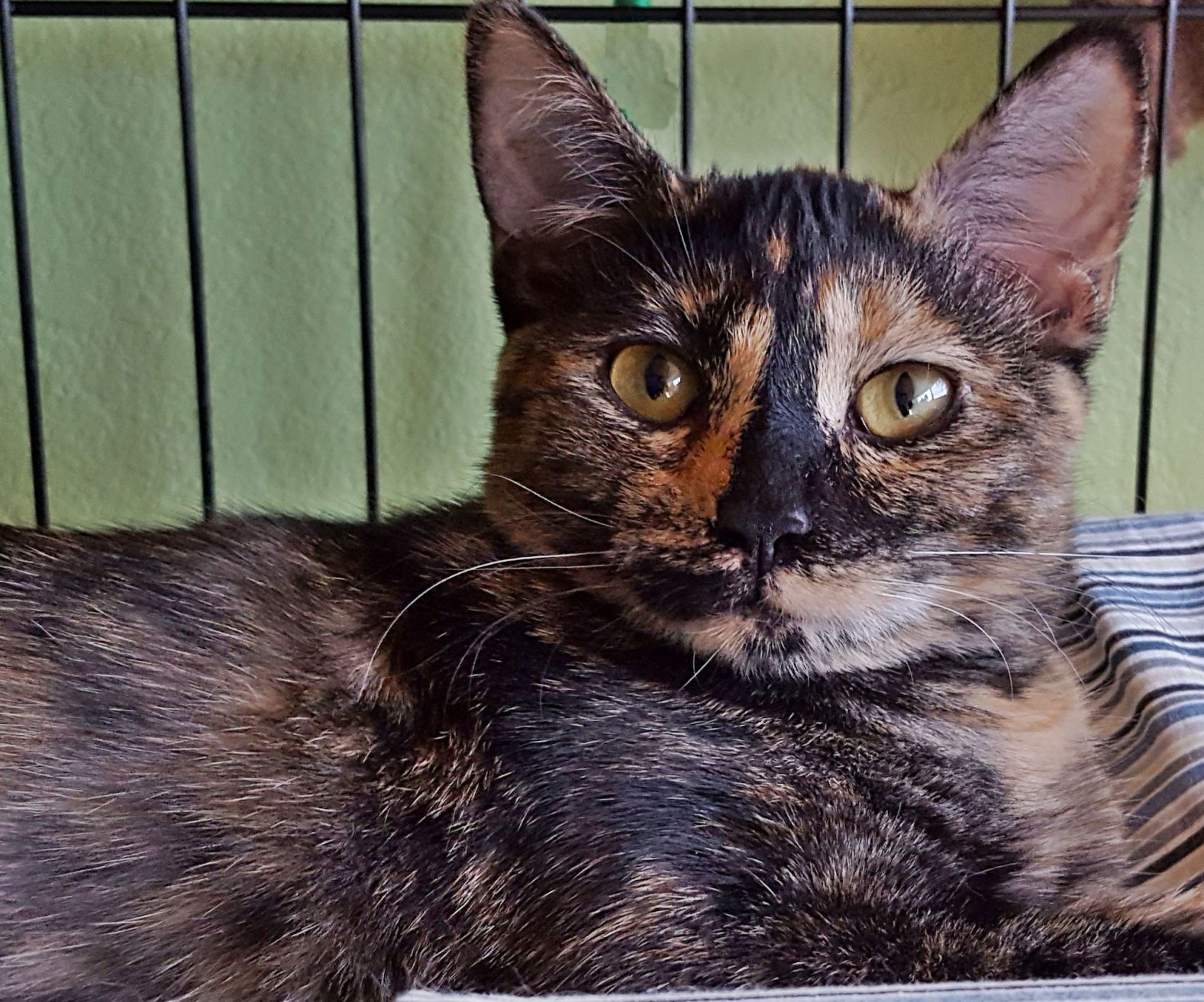 Adopt A Friend: Tanya